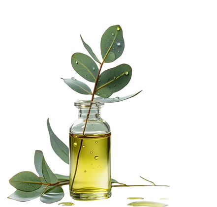 Eucalyptus Essential Oil