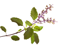 Holy Basil